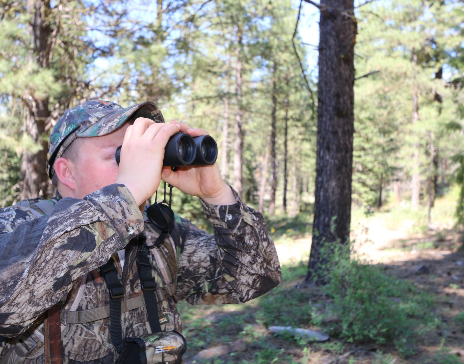 Hunter glassing through binoculars in pine timber.