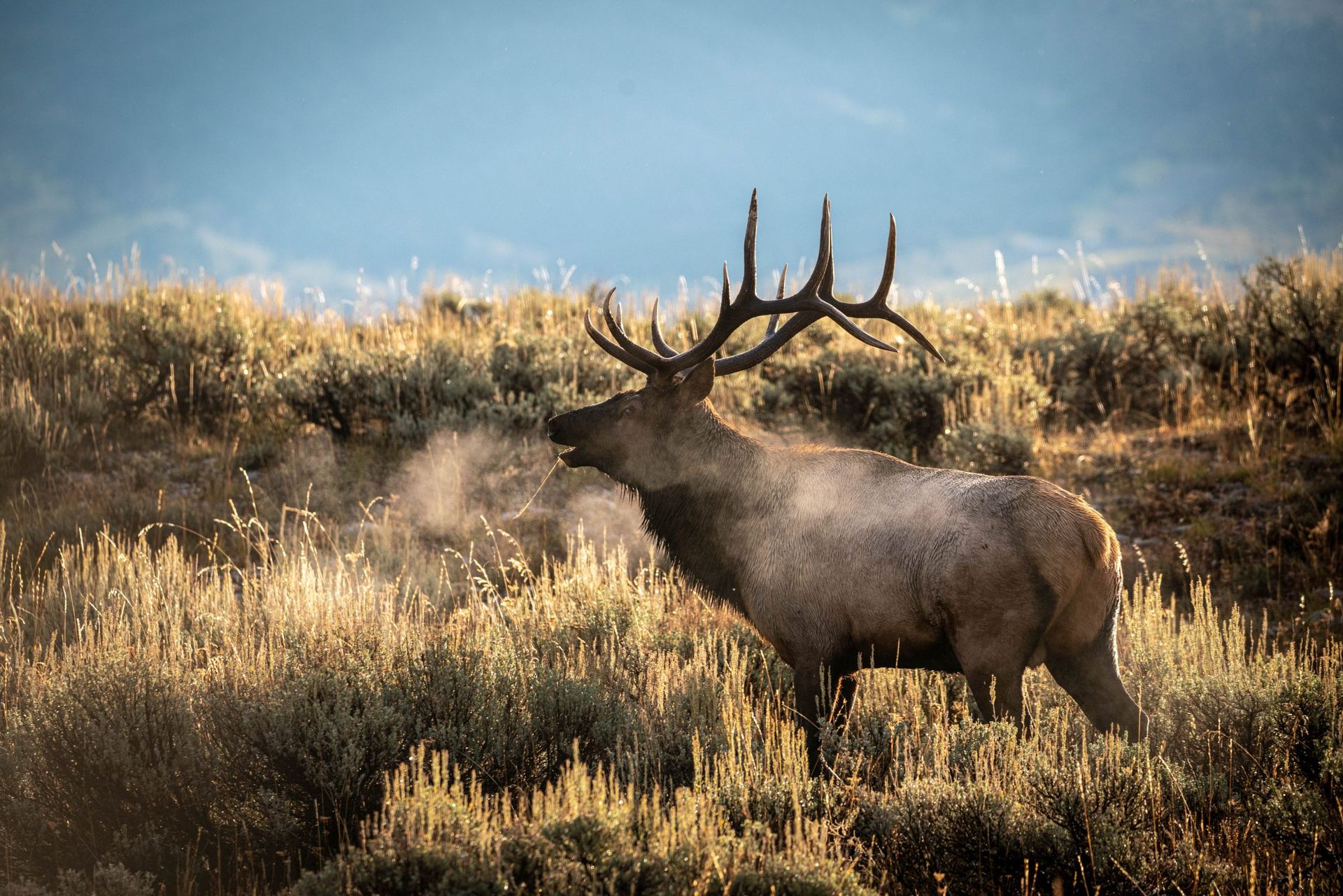 Bull elk bugling in sagebrush at first light.