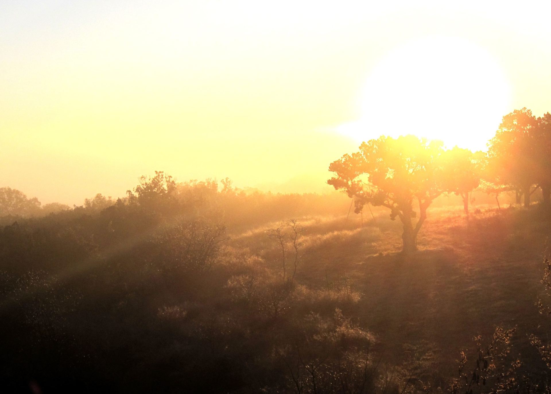 Sunrise over live oaks in the Texas Hill Country.
