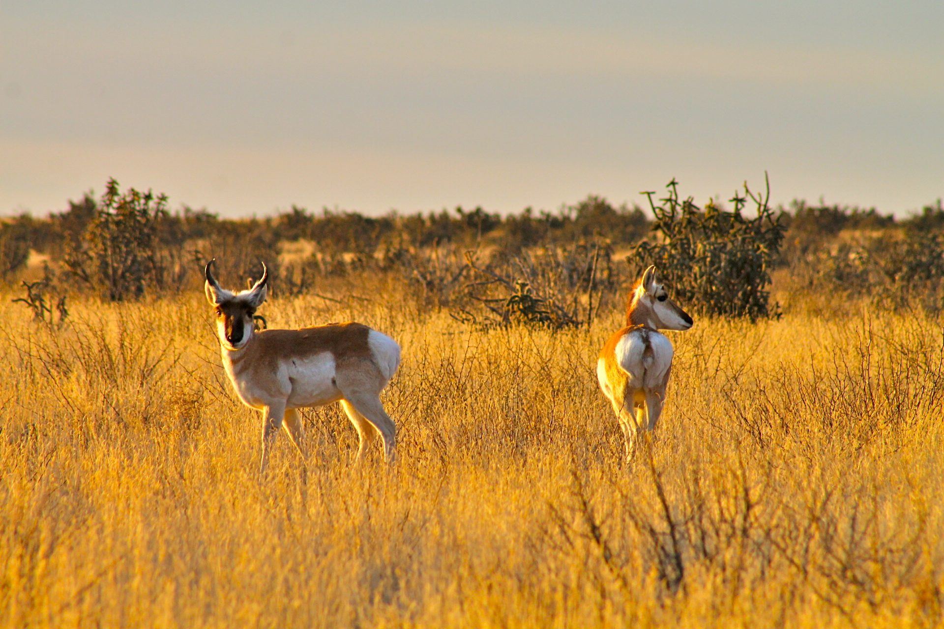 Pronghorn in golden grass on open Western public land.
