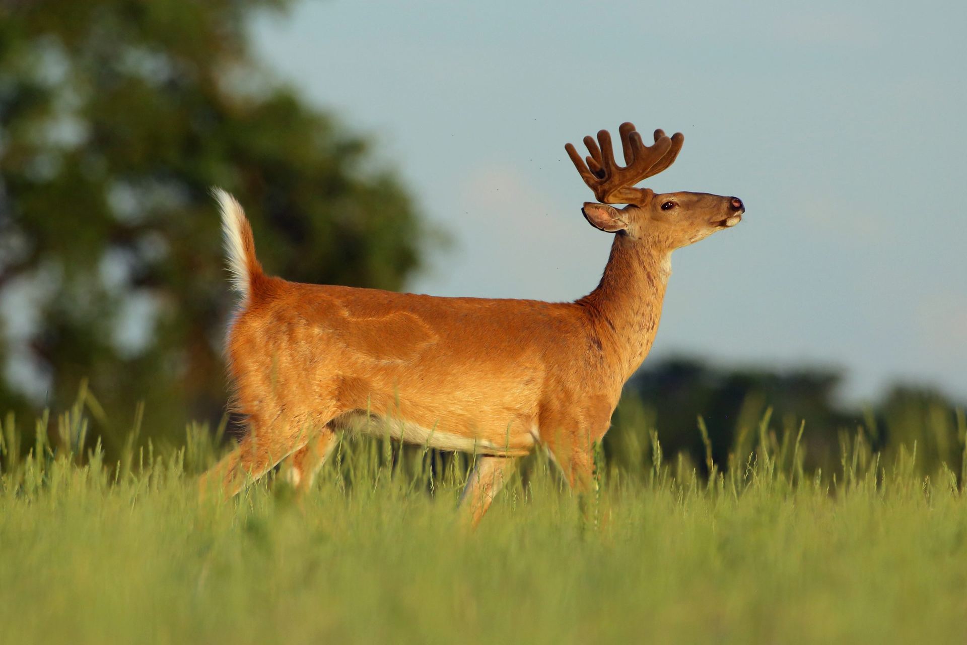 Whitetail buck in velvet standing in a grassy field edge at evening.